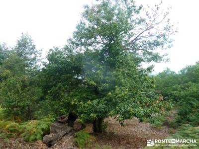 Sierra del Caurel:Courel; Lugo_Galicia; ruta de carlos v viajes puente de mayo paseos por madrid